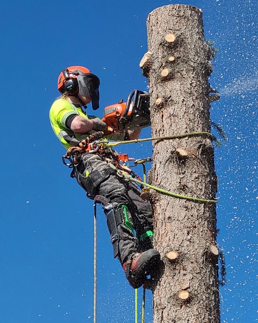 Vallis Arbor tree work photo 3