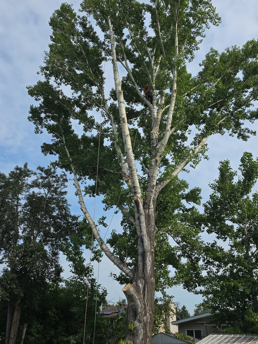 Vallis Arbor tree work photo 8