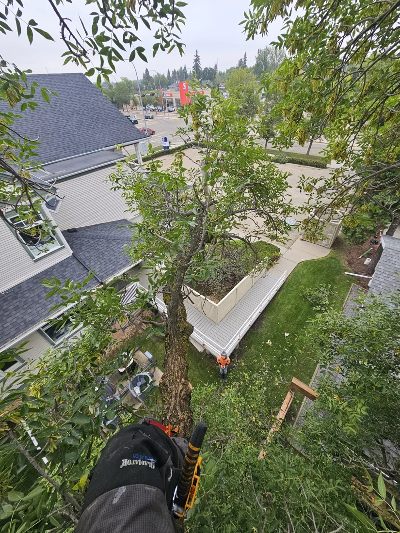 Vallis Arbor tree work photo 9