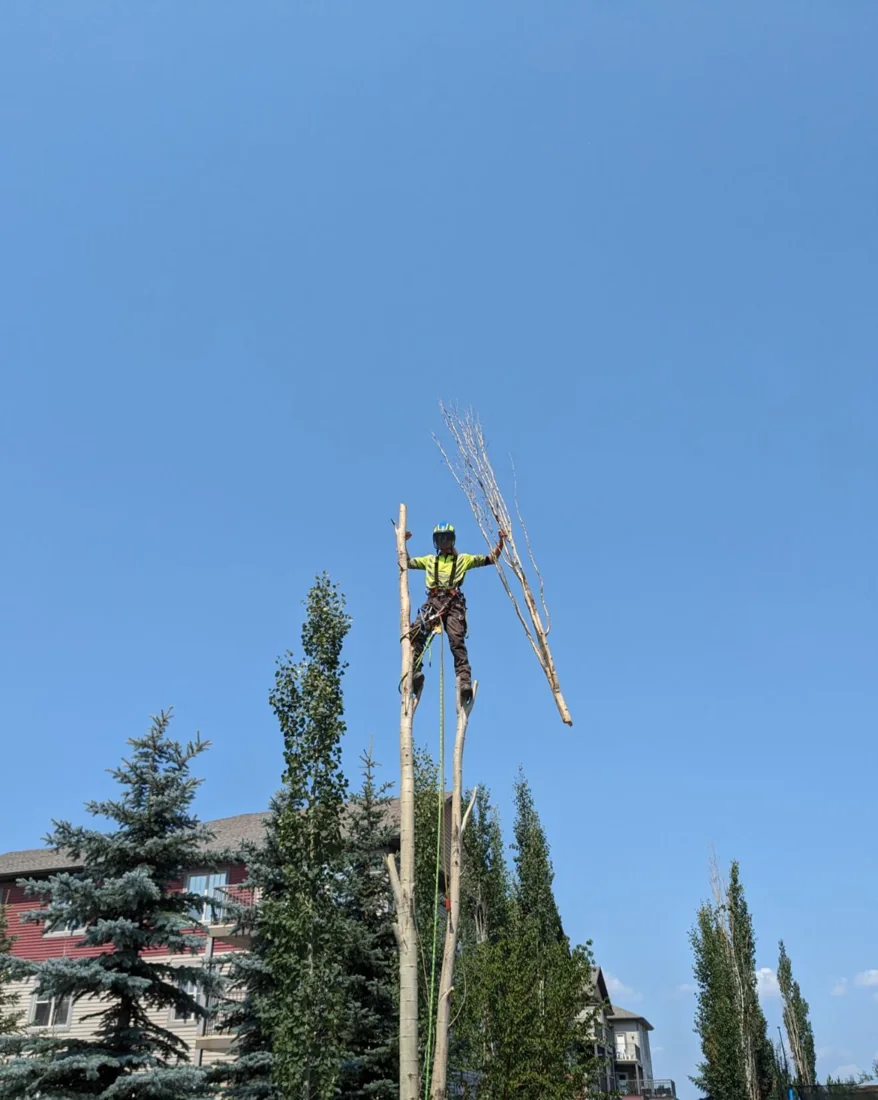 Vallis Arbor tree work photo 10