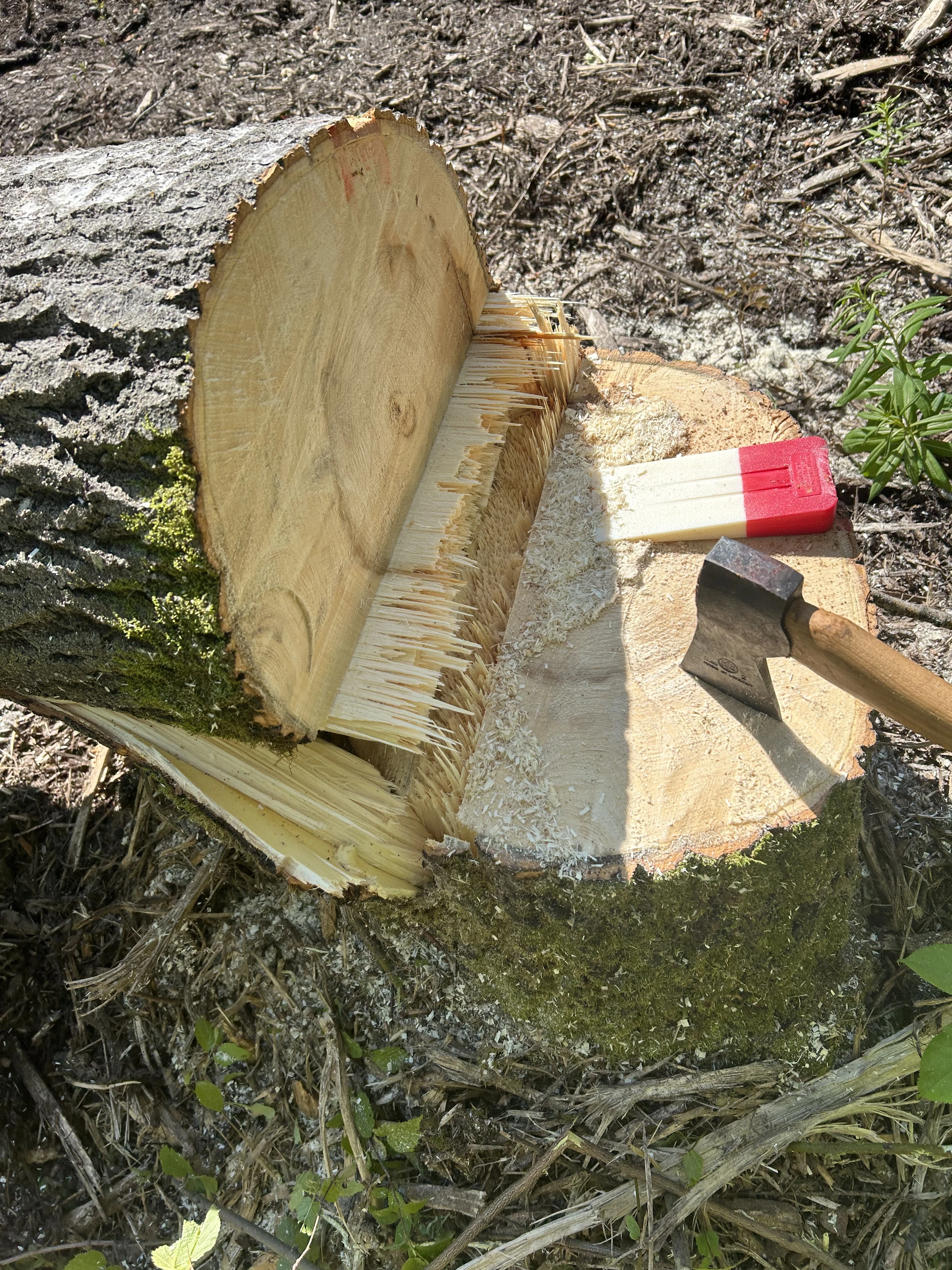 Vallis Arbor tree work photo 12